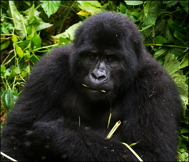 Gorilla Trekking in Bwindi Impenetrable National park
