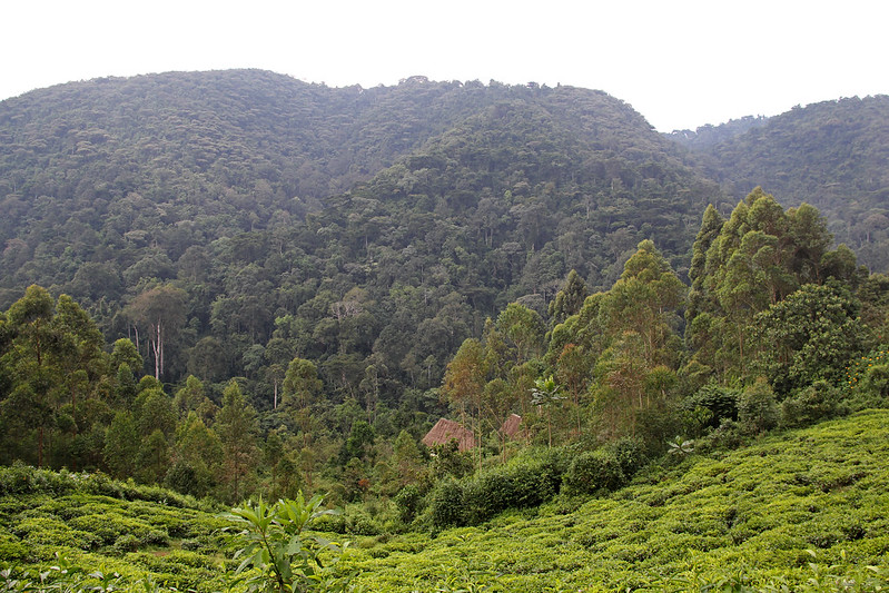 Gorilla Trekking in Bwindi Forest