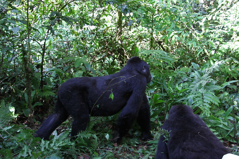  Affordable 3 days  gorilla trekking in Bwindi 