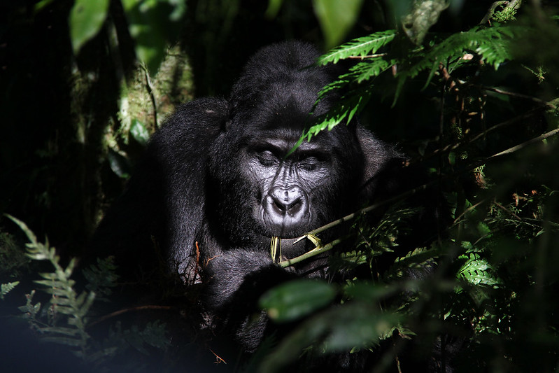 Gorilla Trekking in Bwindi Forest