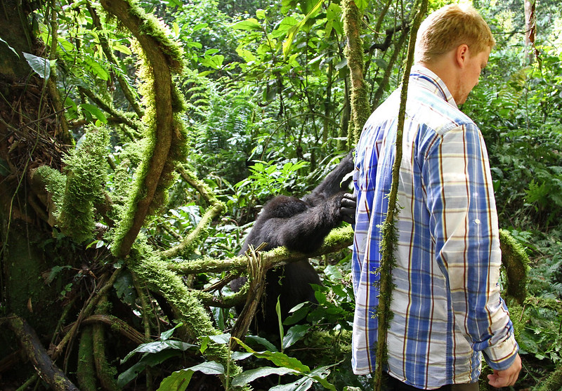 Gorilla Trekking in Bwindi Forest