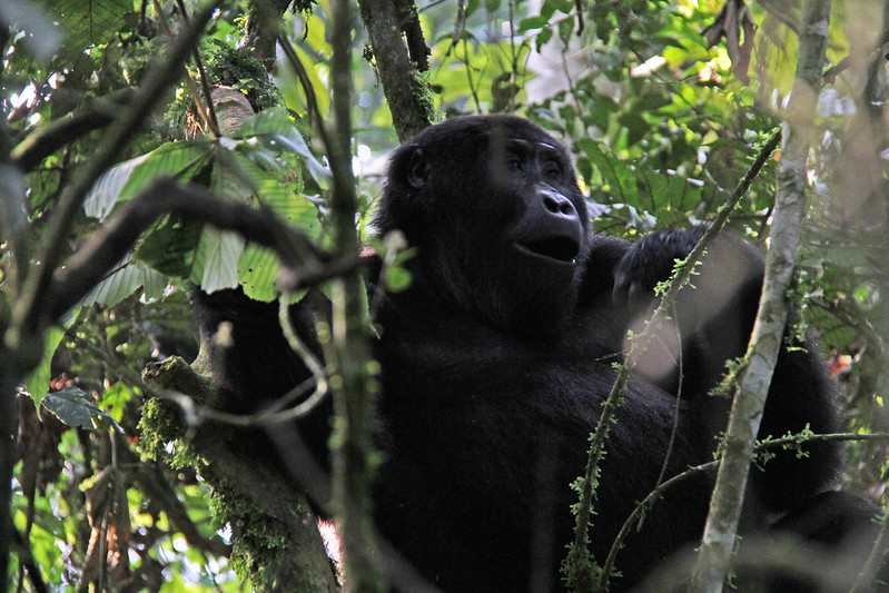Gorilla Trekking in Bwindi Forest