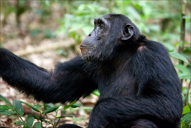 Kibale National Park