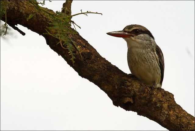 Kibale National Park Bird Watching