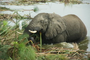 affordable  Uganda safaris  