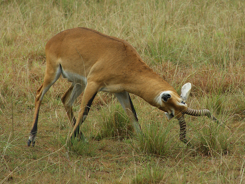 best of Uganda safari
