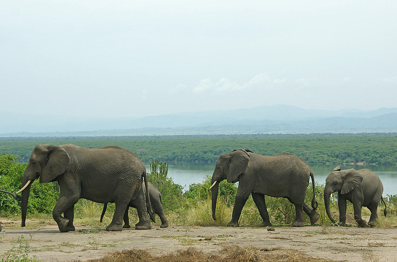 10 days  affordable  Uganda safaris