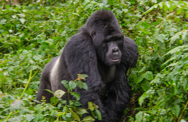  gorilla trekking bwindi impenetrable forest