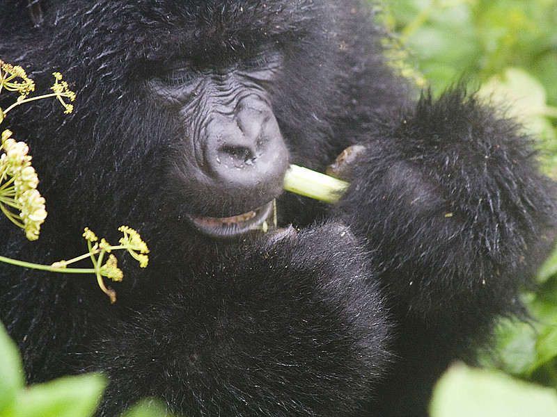 3 day gorilla trekking Uganda