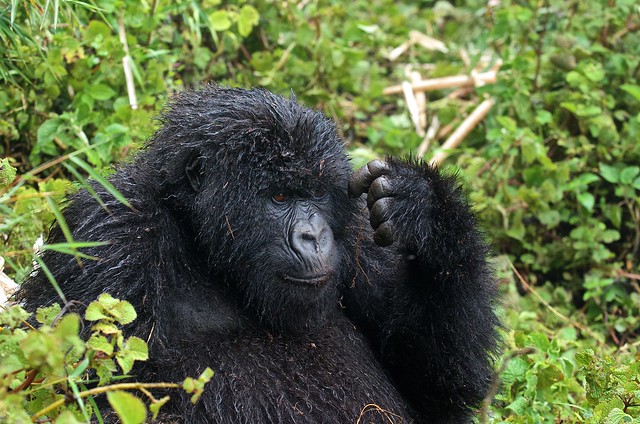 Uganda safari packages