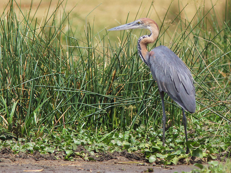 2 days Murchison falls safaris