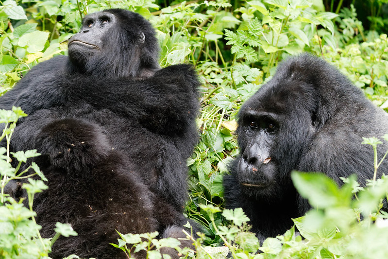 3 day gorilla trekking Uganda