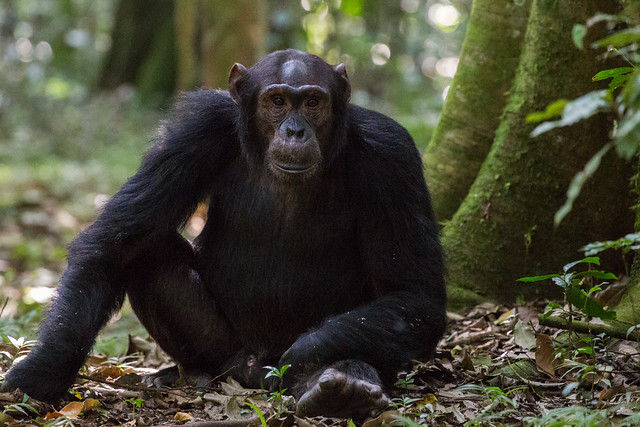 5 days Gorilla and chimpanzee trekking 