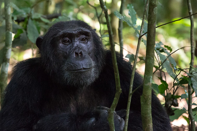 5 days Gorilla and chimpanzee trekking