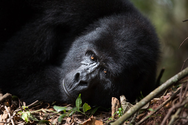 5 days Gorilla and chimpanzee trekking 