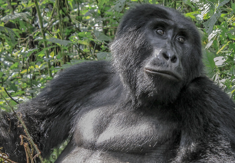 6 Days Gorilla Tour Uganda and Rwanda