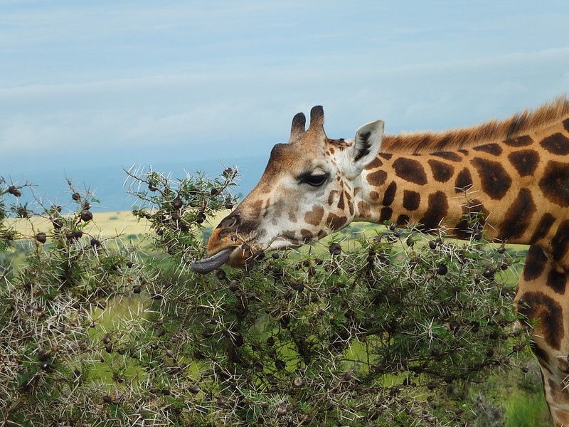 15 days Uganda safari