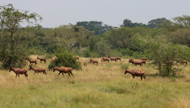 9-days Uganda safari
