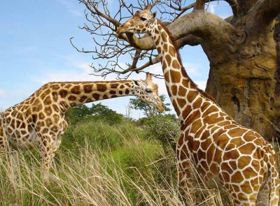 15-day Uganda safaris and tours