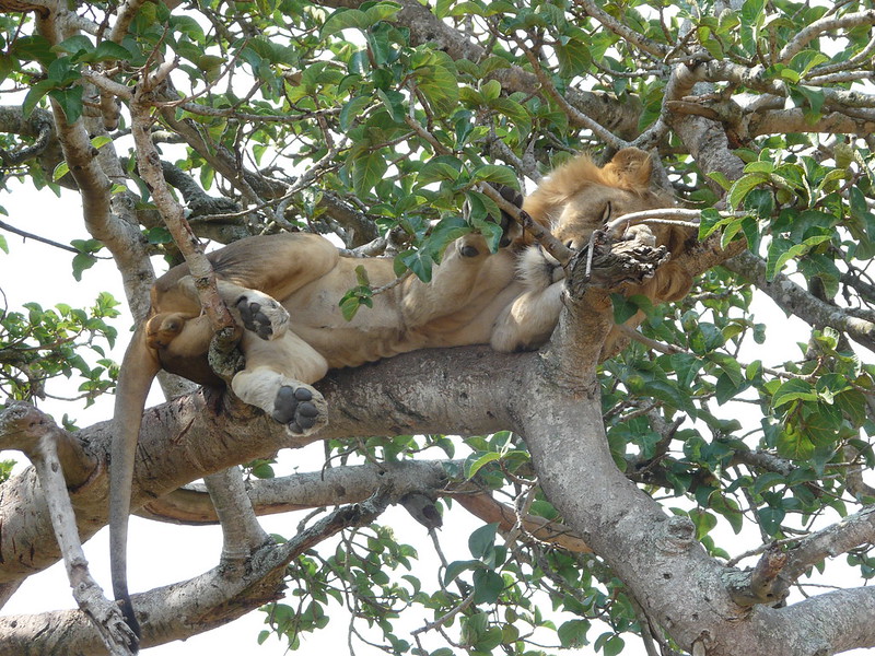 Bwindi Impenetrable National Park