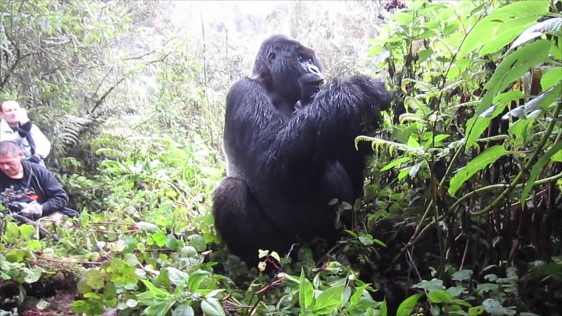 5 Days Queen Elizabeth Wildlife & Gorilla Trekking Safari