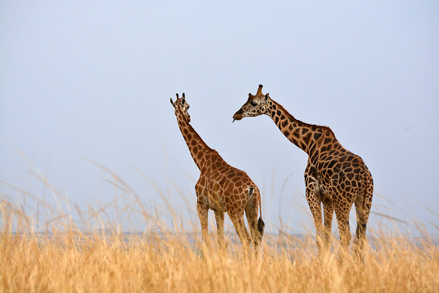 Uganda safari packages