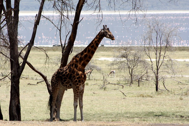 5 Days Gorilla Trekking and Queen Elizabeth