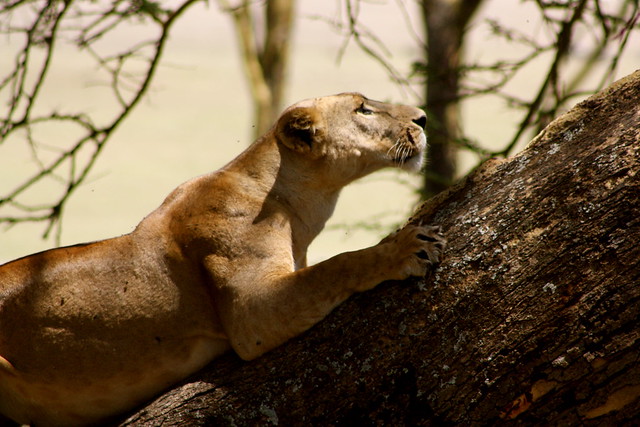 5 Days Gorilla Trekking and Queen Elizabeth