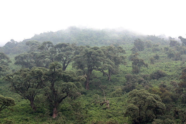 5 Days Gorilla Trekking and Queen Elizabeth