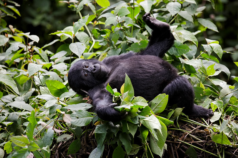 3 day gorilla trekking Uganda