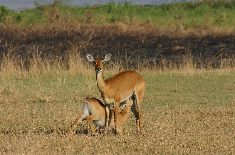 3 days  Murchison falls wildlife safaris 