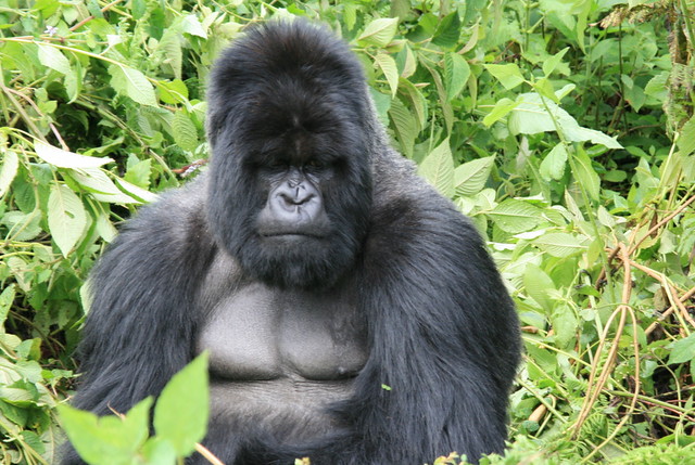 6 Days Gorilla Tour Uganda and Rwanda