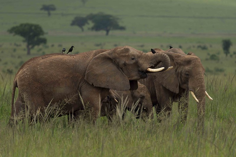 3 days Murchison fall safari