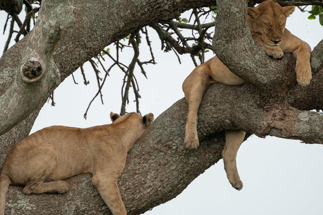 Queen Elizabeth National Park