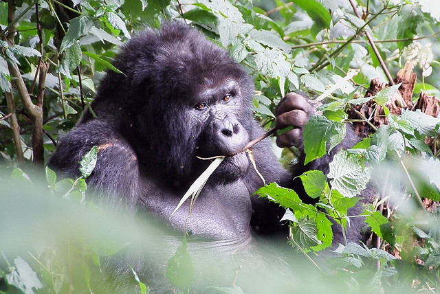 Bwindi Impenetrable National Park
