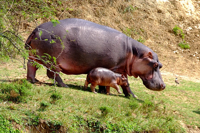 5 Days Uganda Wildlife & Gorilla Trekking Safari