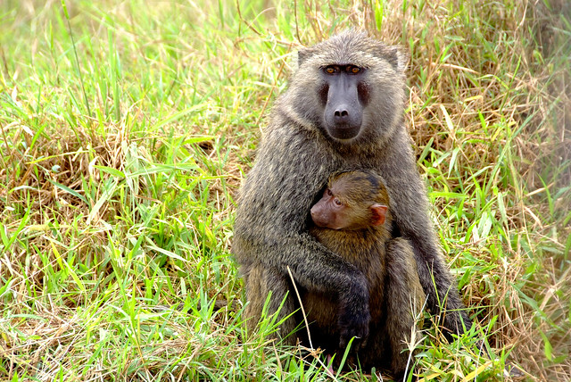 5 Days Uganda Wildlife & Gorilla Trekking Safari