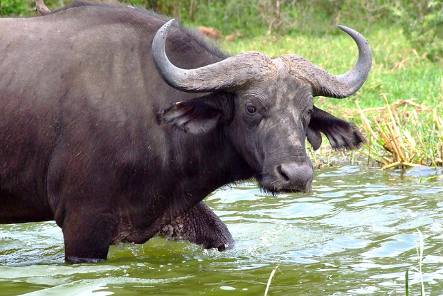 5 Days Uganda Wildlife & Gorilla Trekking Safari