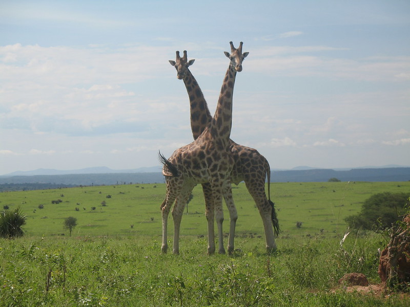 10 day safari in Uganda