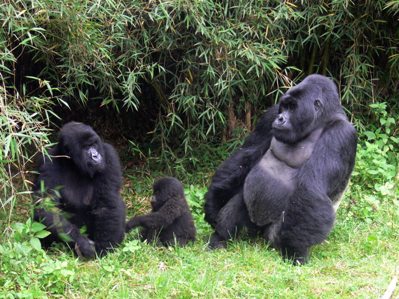6 Days Uganda Gorilla Tour & Wildlife