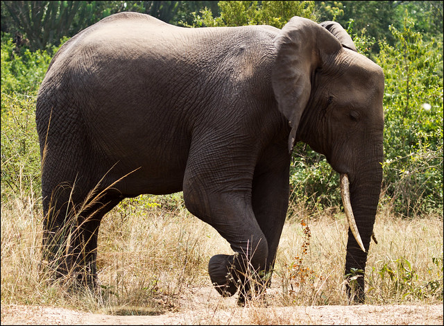 6 Days Uganda Gorilla Tour & Wildlife