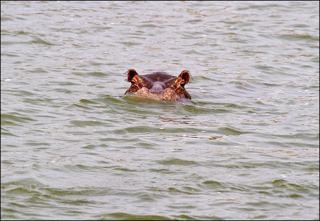 6 Days Uganda Gorilla Tour & Wildlife