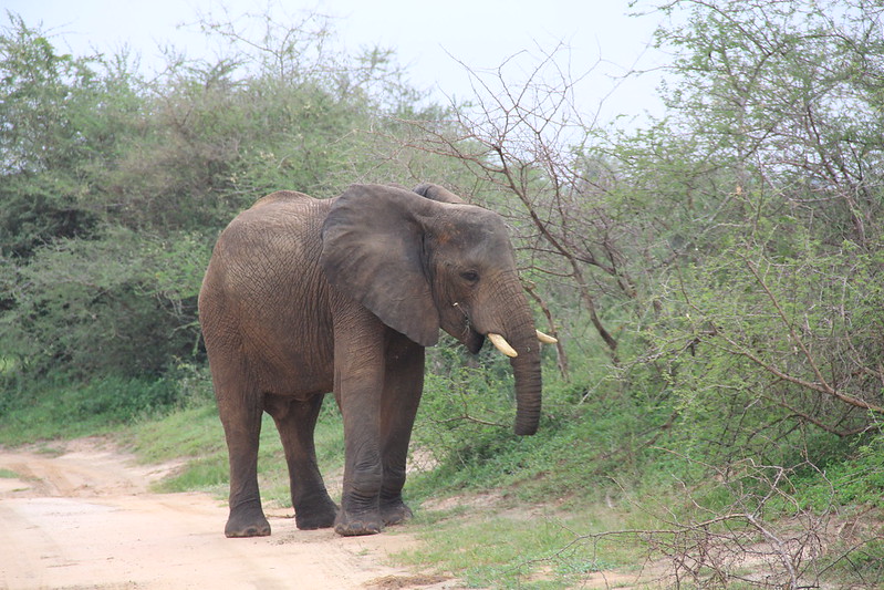 15-day Uganda safaris and tours