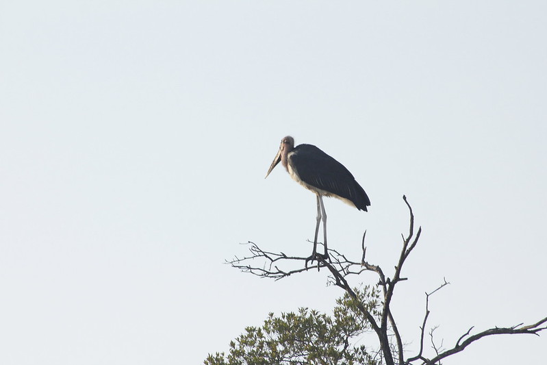 Birdwatching Queen Elizabeth National Park