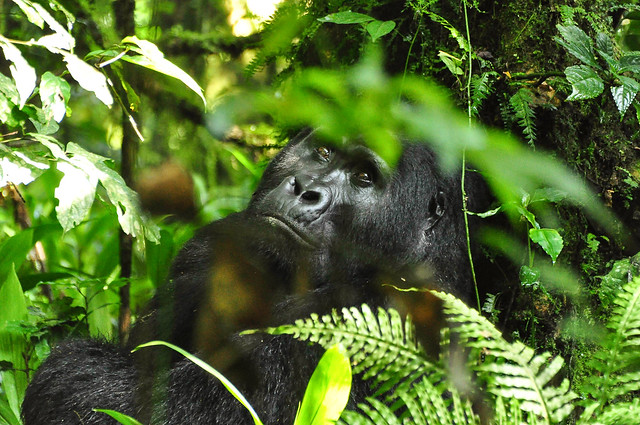 4 days Uganda safari game drive  and chimpanzee trekking