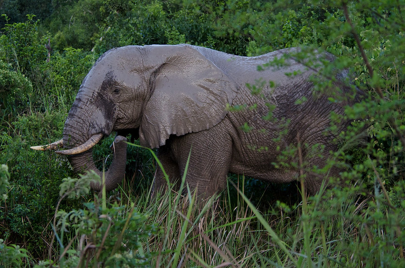 8 days Uganda safari