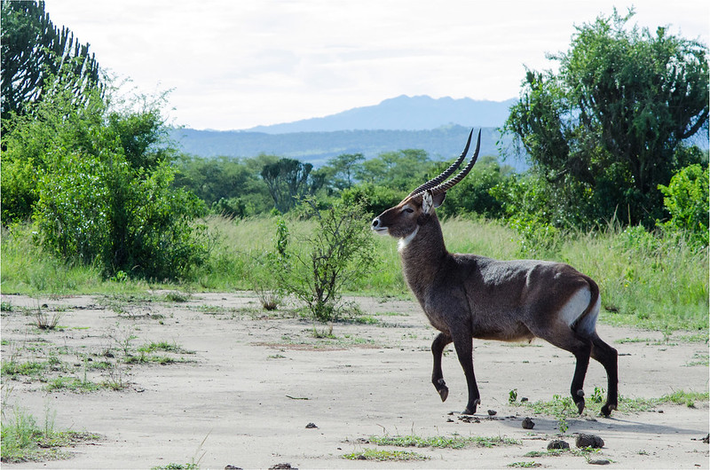 8 days Uganda safari