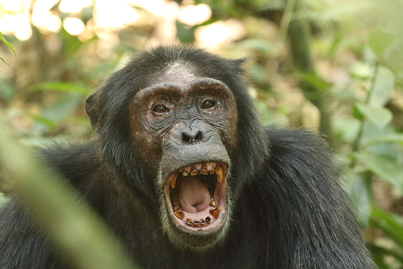 National Parks in Uganda