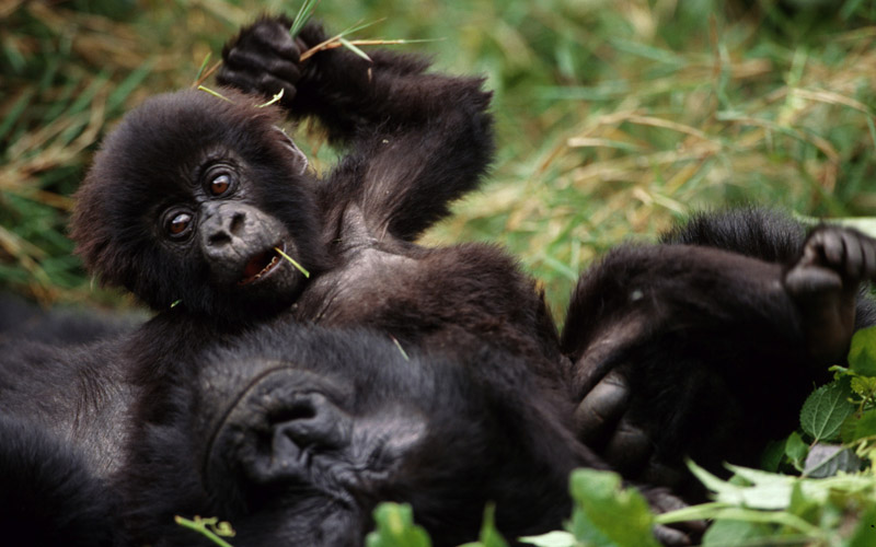 National Parks in Uganda