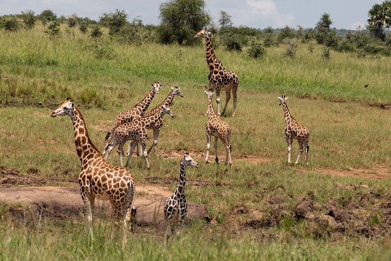 National Parks in Uganda
